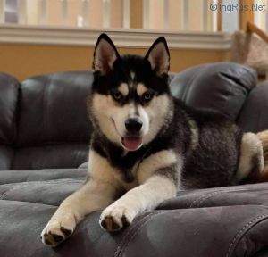 Dog Photo