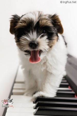 Dog Photo