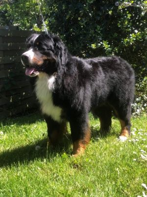 Dog Photo