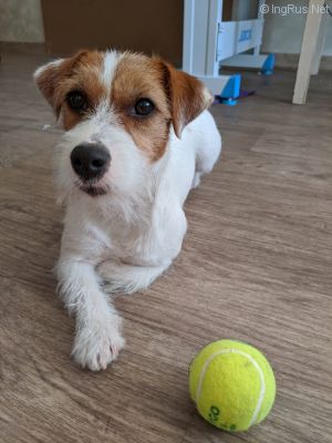 Dog Photo