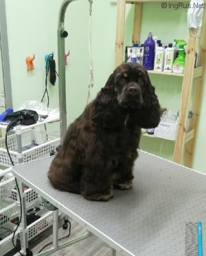 Dog Photo