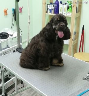 Dog Photo