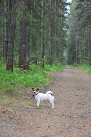 Dog Photo
