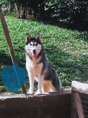 Dog Photo