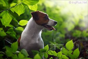Dog Photo
