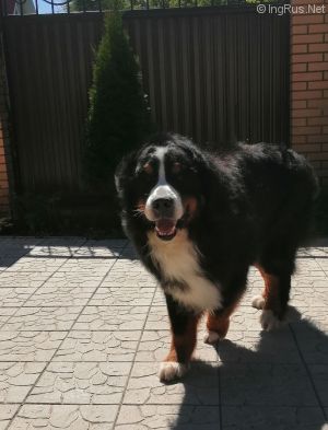 Dog Photo