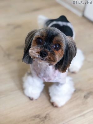 Dog Photo