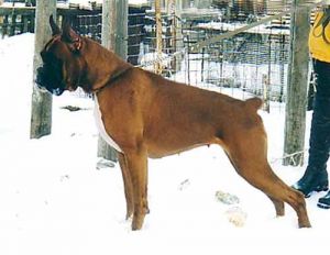 Dog Photo