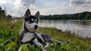 Dog Photo