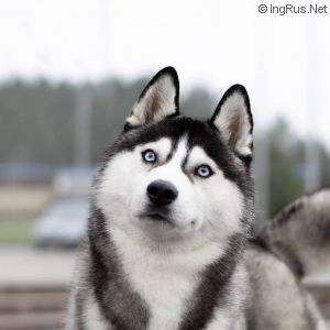 Dog Photo