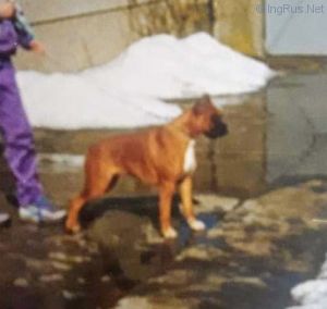 Dog Photo