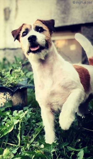 Dog Photo