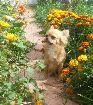 Dog Photo