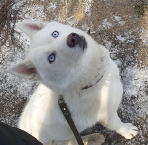 Dog Photo