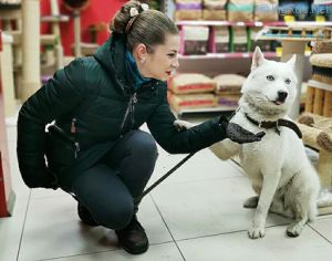 Dog Photo