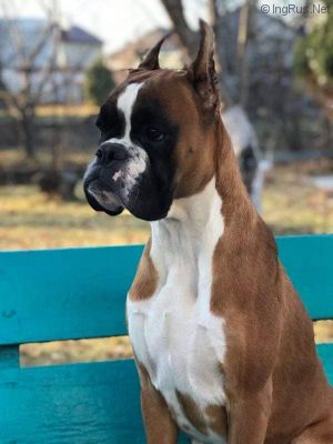 Dog Photo