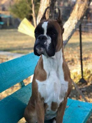 Dog Photo