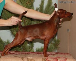 Dog Photo