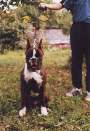 Dog Photo