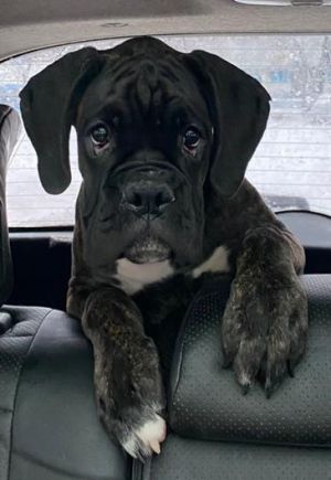 Dog Photo