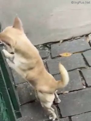 Dog Photo