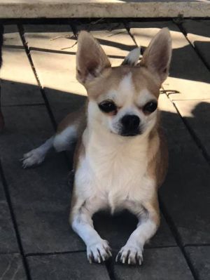 Dog Photo