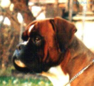 Dog Photo