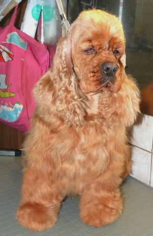 Dog Photo