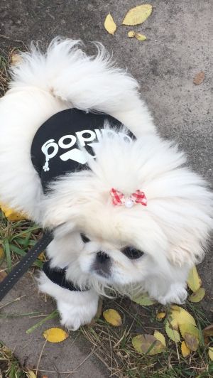 Dog Photo