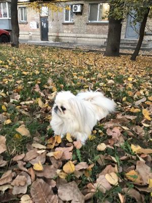 Dog Photo