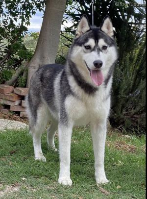 Dog Photo