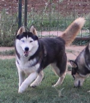 Dog Photo