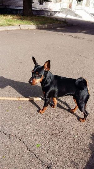 Dog Photo