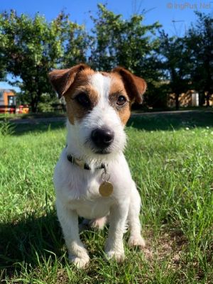 Dog Photo