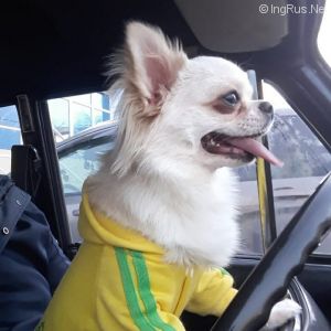Dog Photo