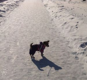 Dog Photo