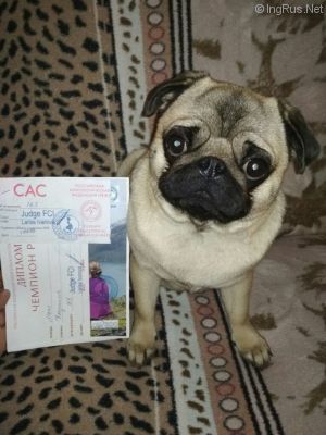 Dog Photo