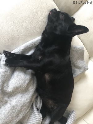 Dog Photo