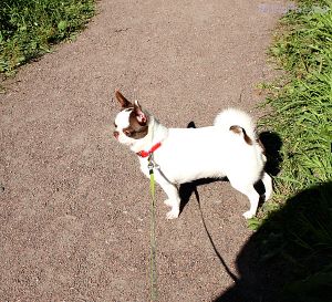 Dog Photo