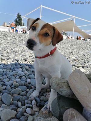Dog Photo