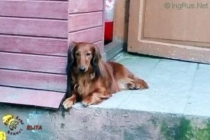 Dog Photo