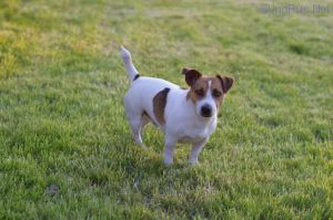 Dog Photo