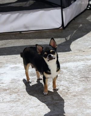 Dog Photo