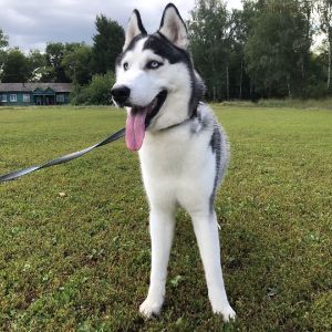 Dog Photo