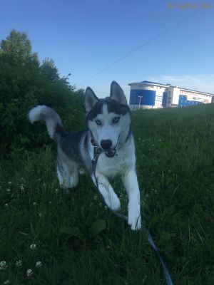 Dog Photo
