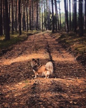 Dog Photo