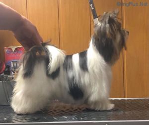 CHARMING JESSY STAR SNOW AVALANCHE