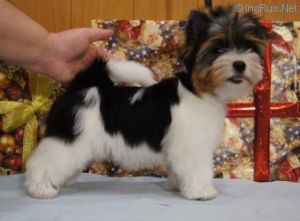 DIGNIFIED TREASURE SNOW AVALANCHE