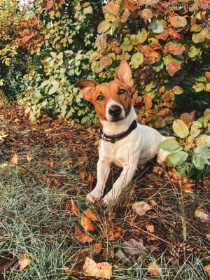Dog Photo