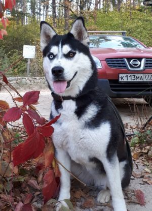 Dog Photo